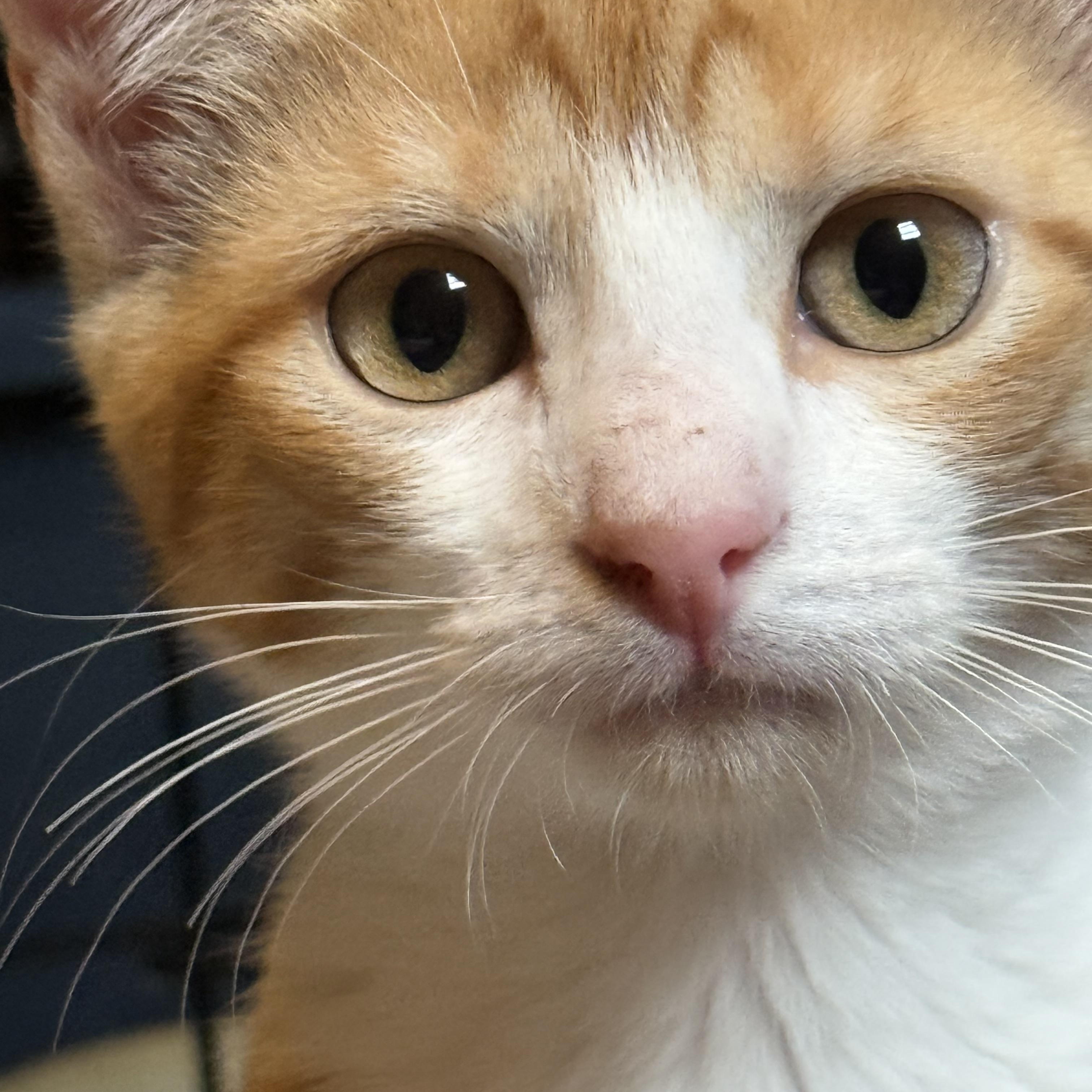 Peaches