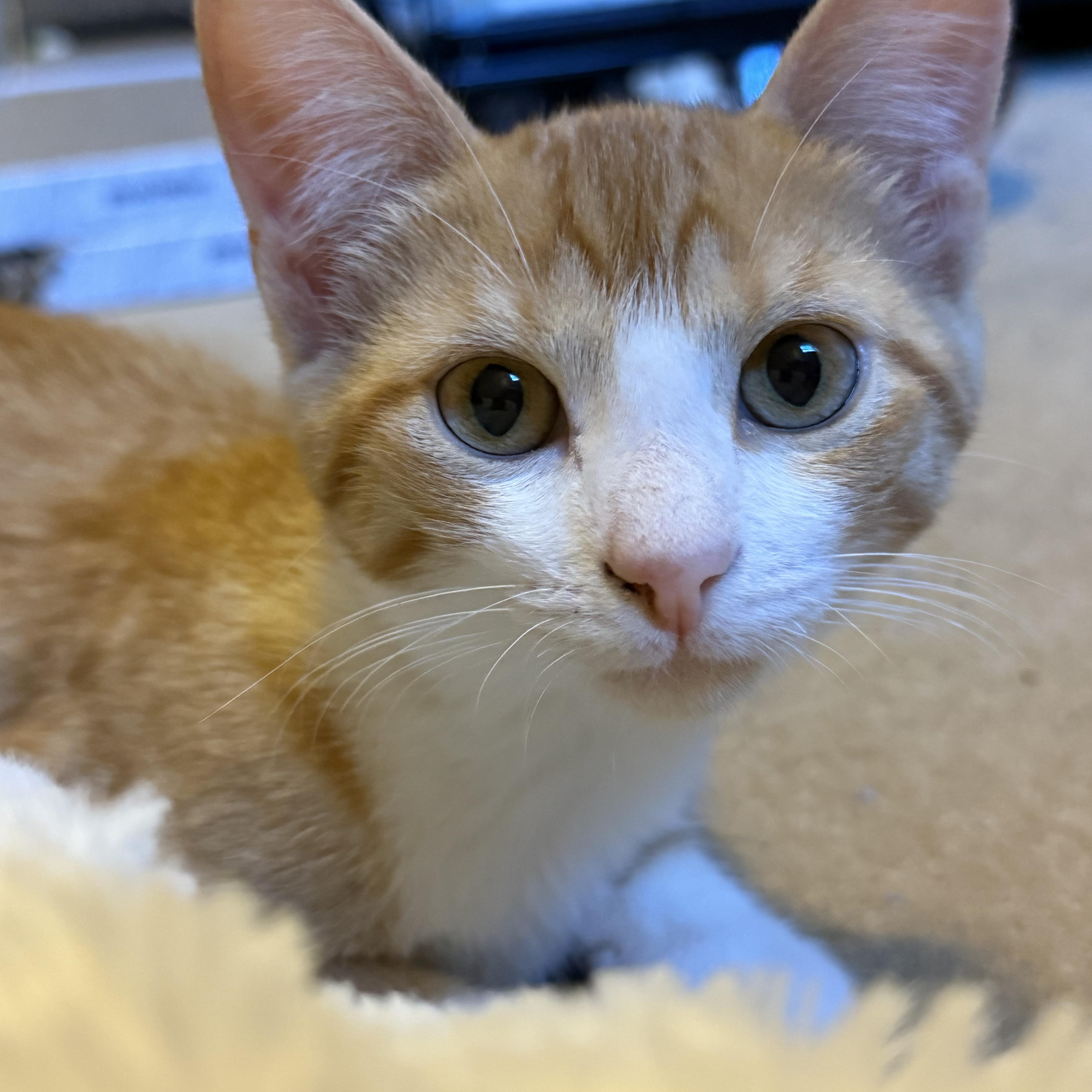 Peaches