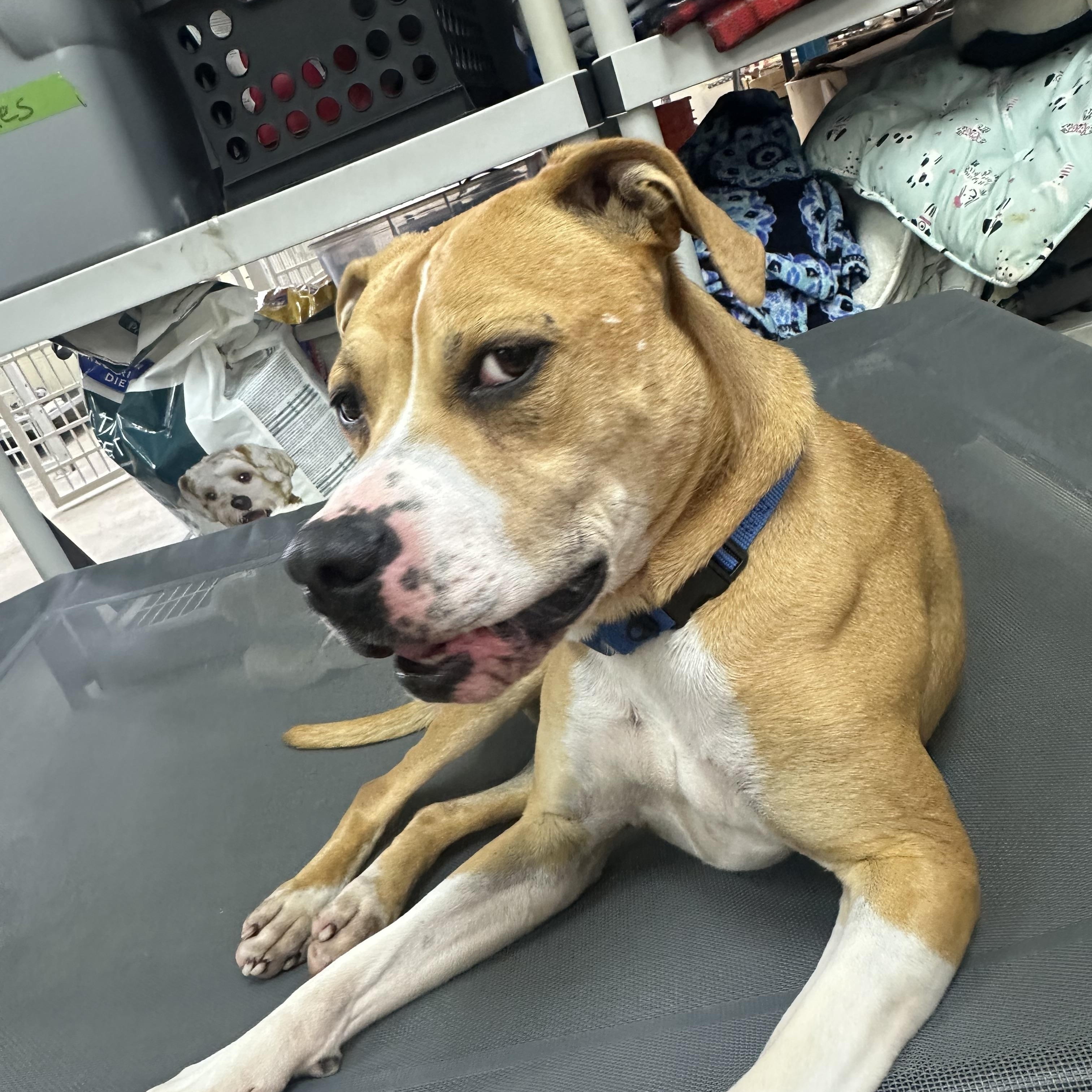 Enlarge Willow, an adopted mixed breed in West Milford, NJ image 2/6