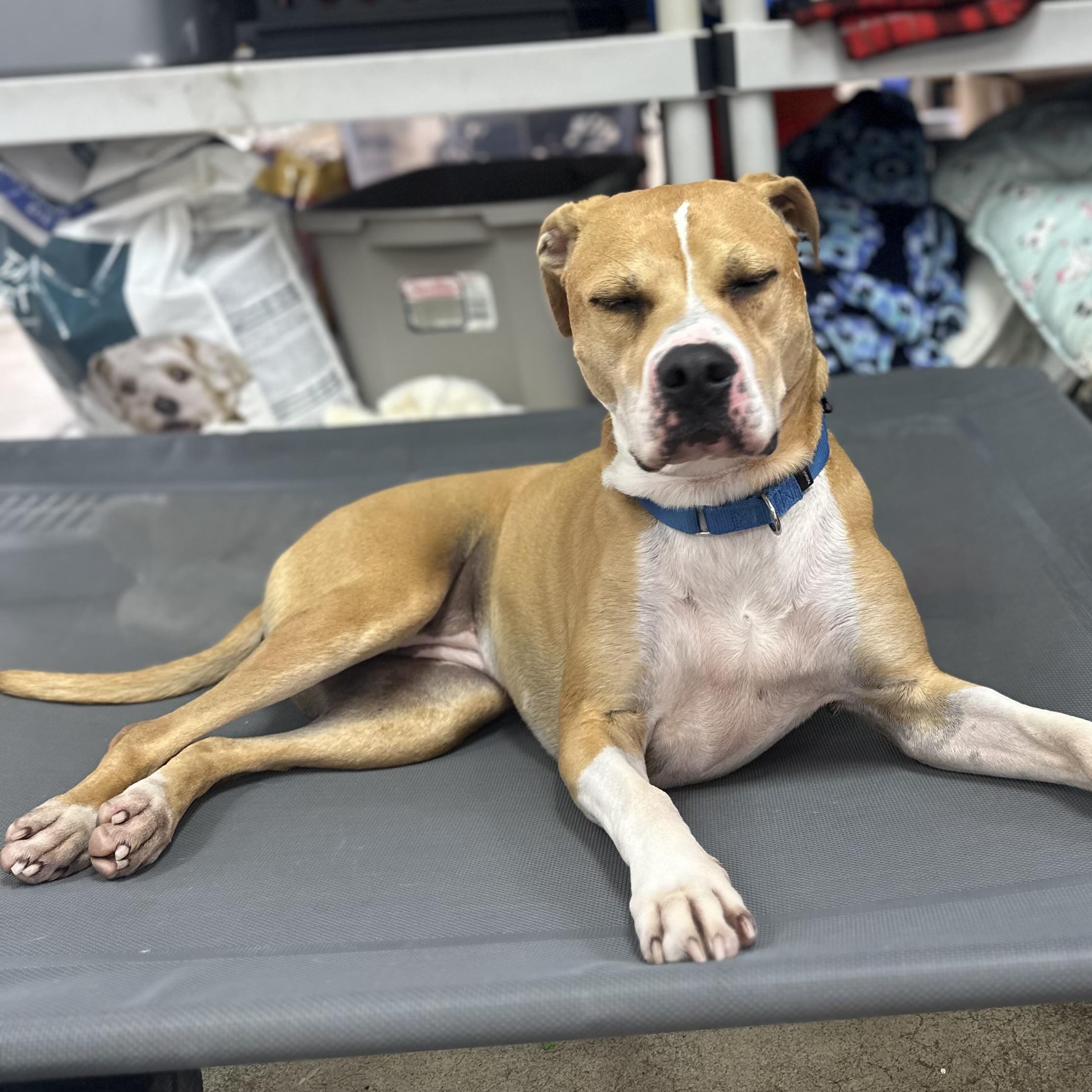 Enlarge Willow, an adopted mixed breed in West Milford, NJ image 6/6