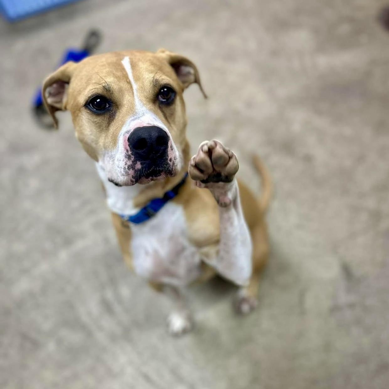 Willow, adopted, Young Female American Staffordshire Terrier.