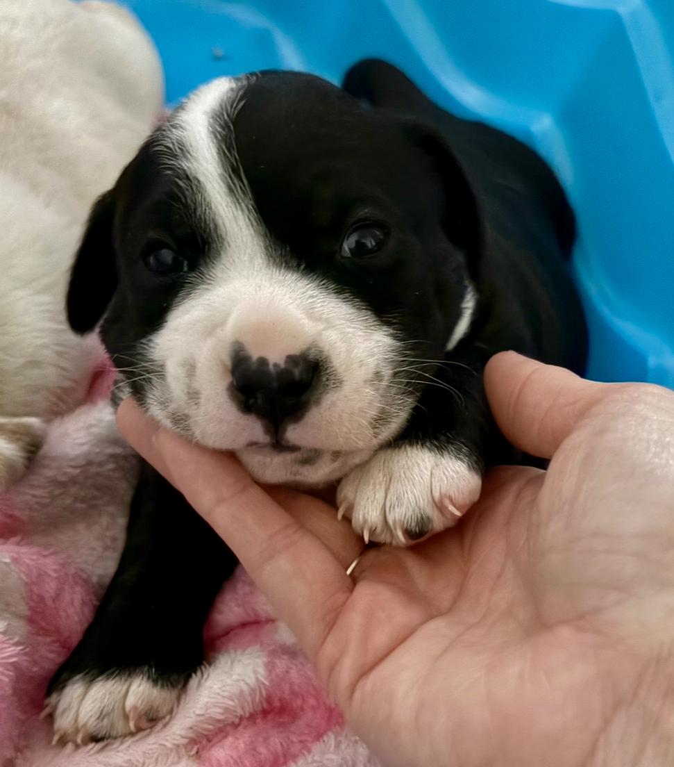 Jeffrey, Adoptable, Puppy Male Black Labrador Retriever & Hound.