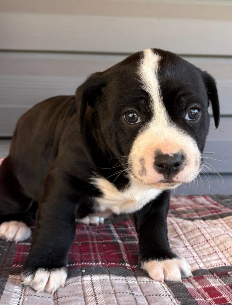 Jeffrey, Adoptable, Puppy Male Black Labrador Retriever & Hound.