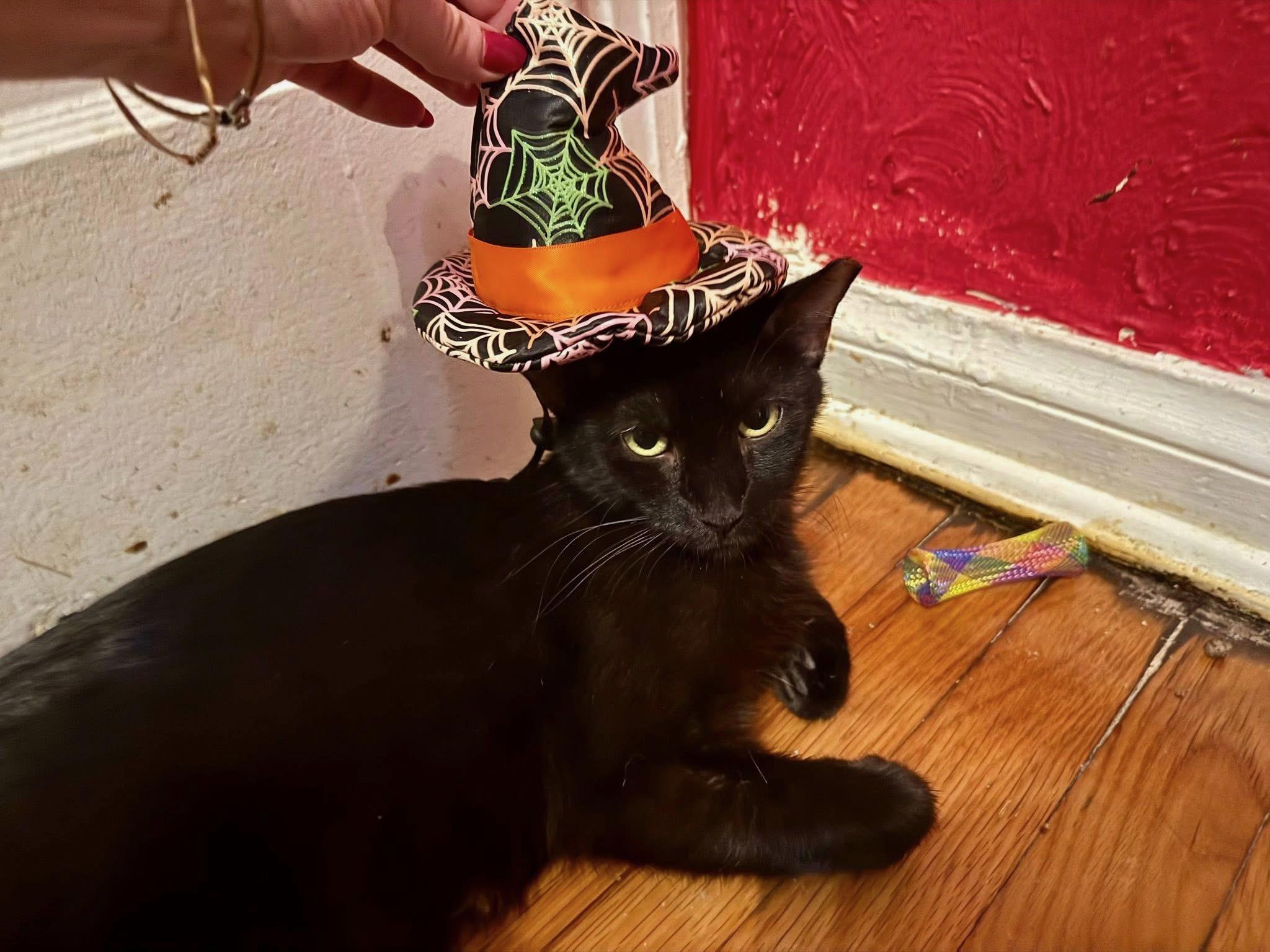 Velma, Adoptable, Young Female Domestic Short Hair.