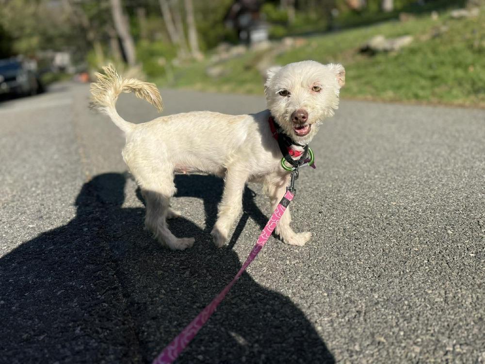 Enlarge PEEP Squeak, a Adoptable Mixed Breed in Wayne, NJ image 1/1
