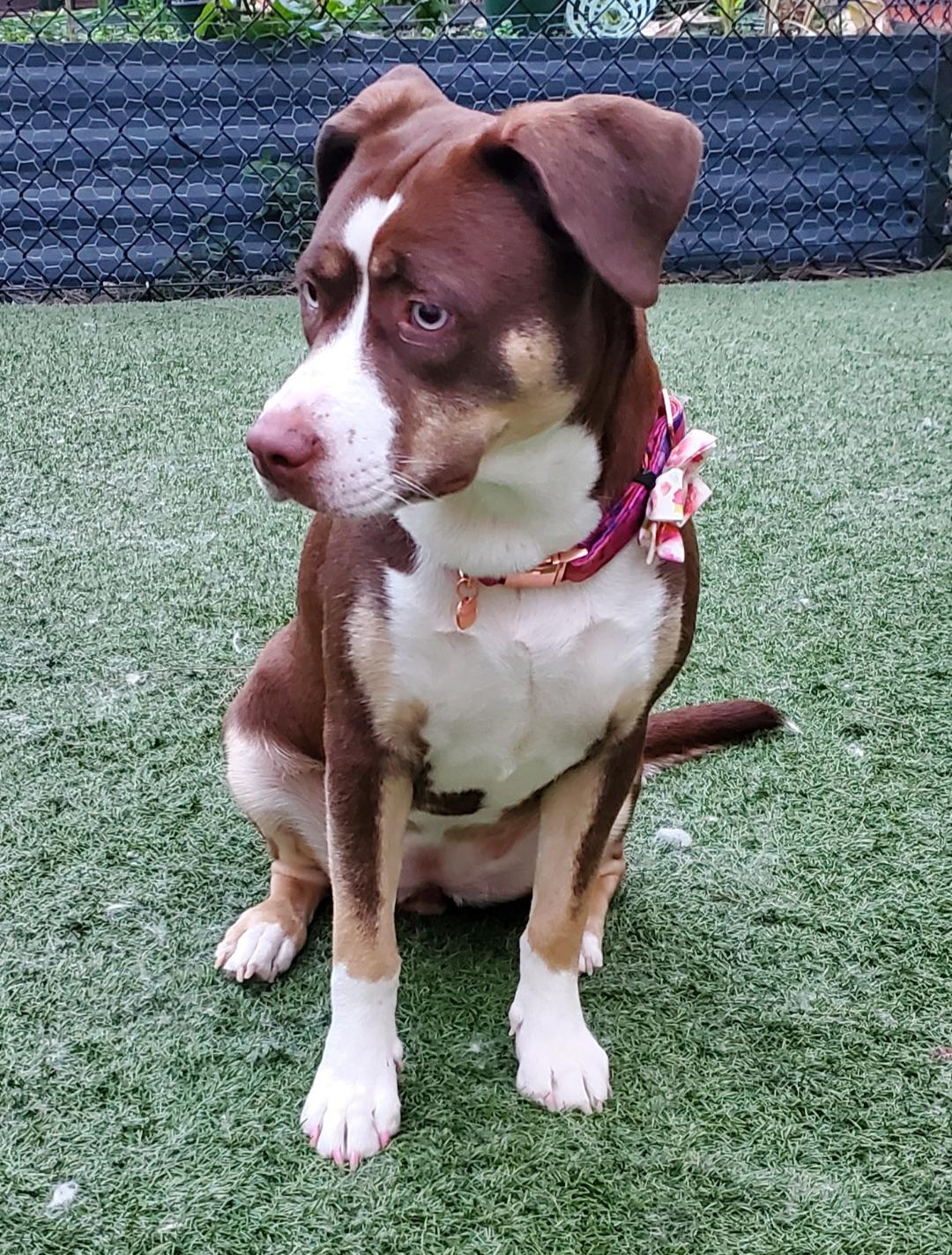 Enlarge Mocha, an adopted mixed breed in Pembroke Pines, FL image 4/6