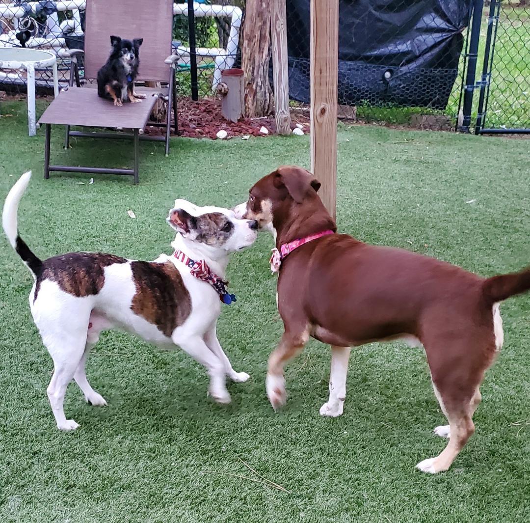 Enlarge Mocha, an adopted mixed breed in Pembroke Pines, FL image 6/6