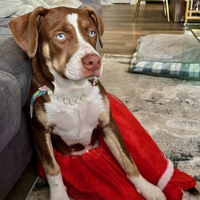Mocha, adopted, Puppy Female Siberian Husky & Terrier.