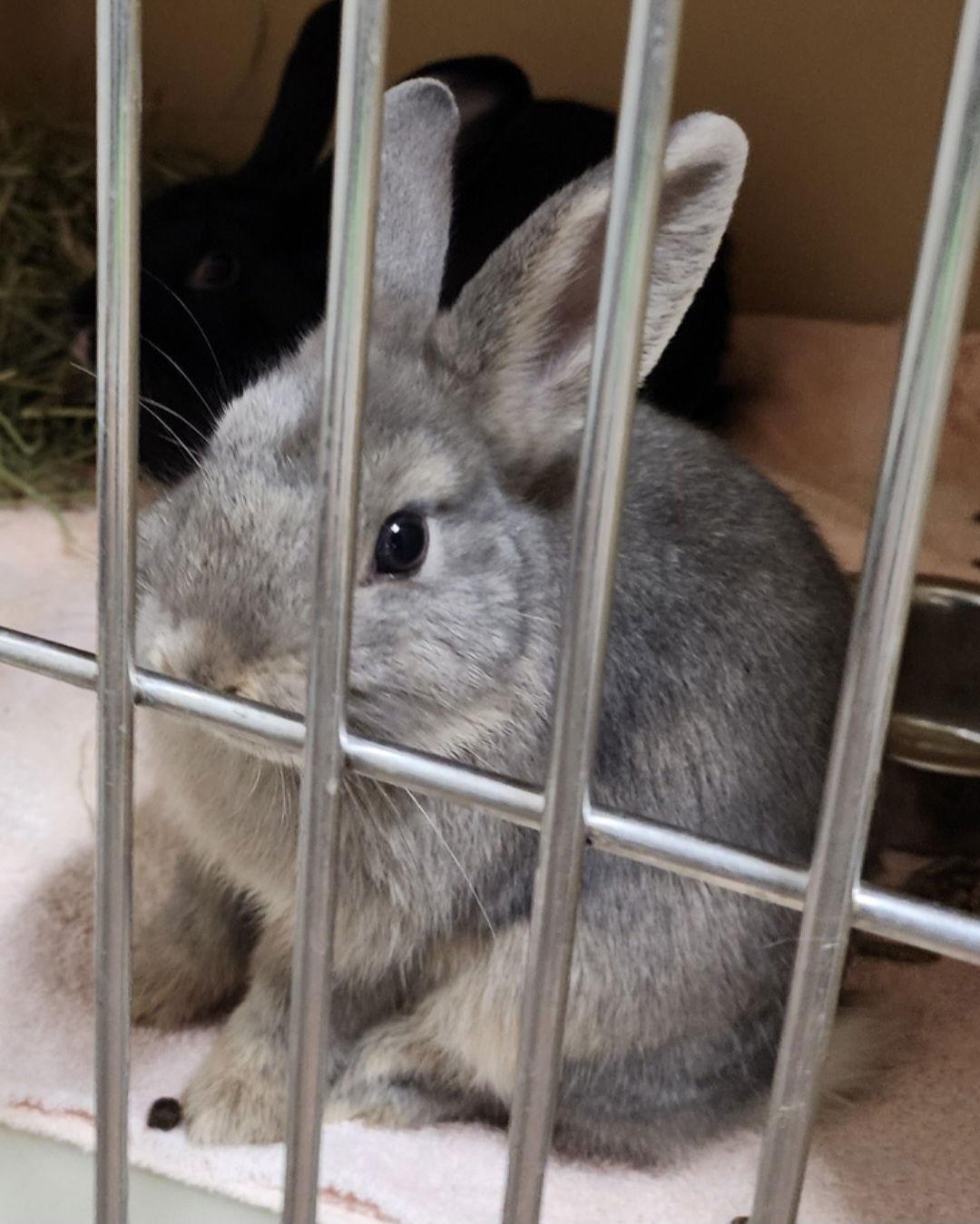 Enlarge Peter Pancake & Cecil  (MEDICAL HOLD), a Adoptable Dwarf in Baton Rouge, LA image 1/3