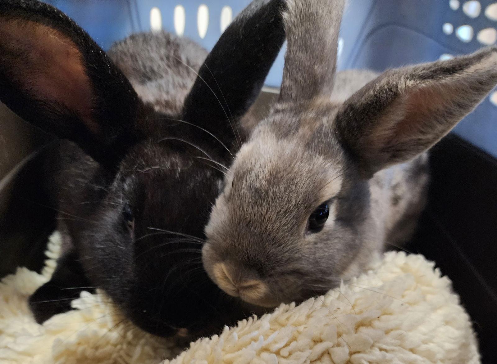 Enlarge Peter Pancake & Cecil  (MEDICAL HOLD), a Adoptable Dwarf in Baton Rouge, LA image 2/3