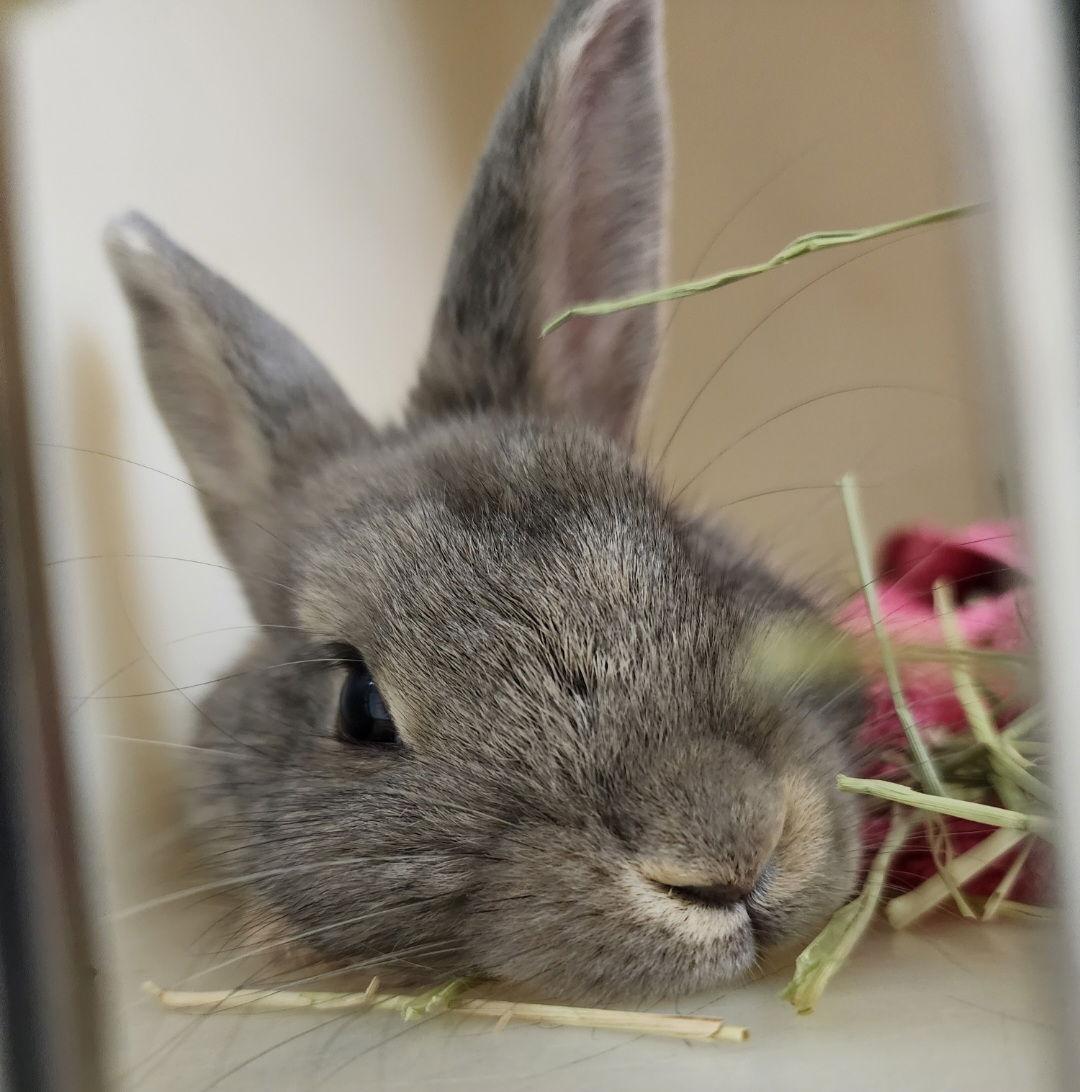 Peter Pancake & Cecil  (MEDICAL HOLD), Adoptable, Young Female Dwarf.