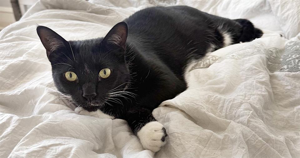 Enlarge Figs, a ADOPTABLE Domestic Short Hair in Smithfield, VA image 3/3