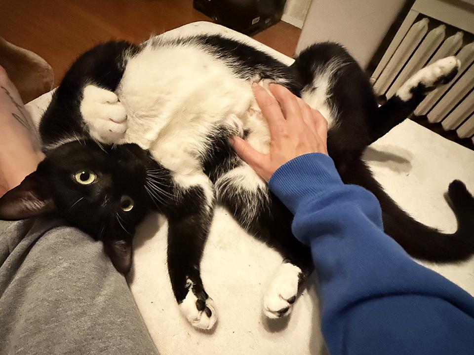 Enlarge Figs, a ADOPTABLE Domestic Short Hair in Smithfield, VA image 1/3