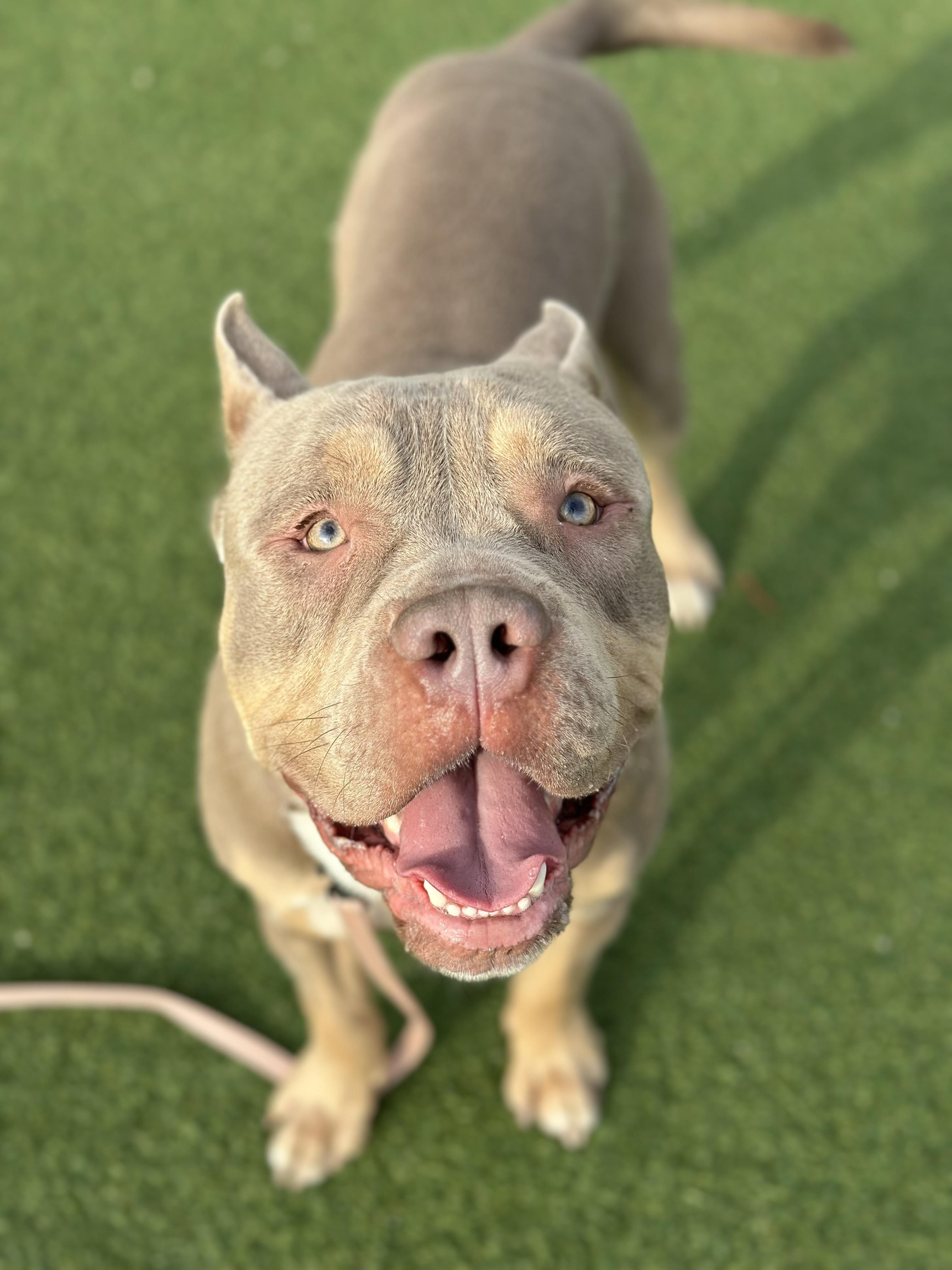 Carlos, an adoptable mixed breed in Cleveland, OH image 6/6