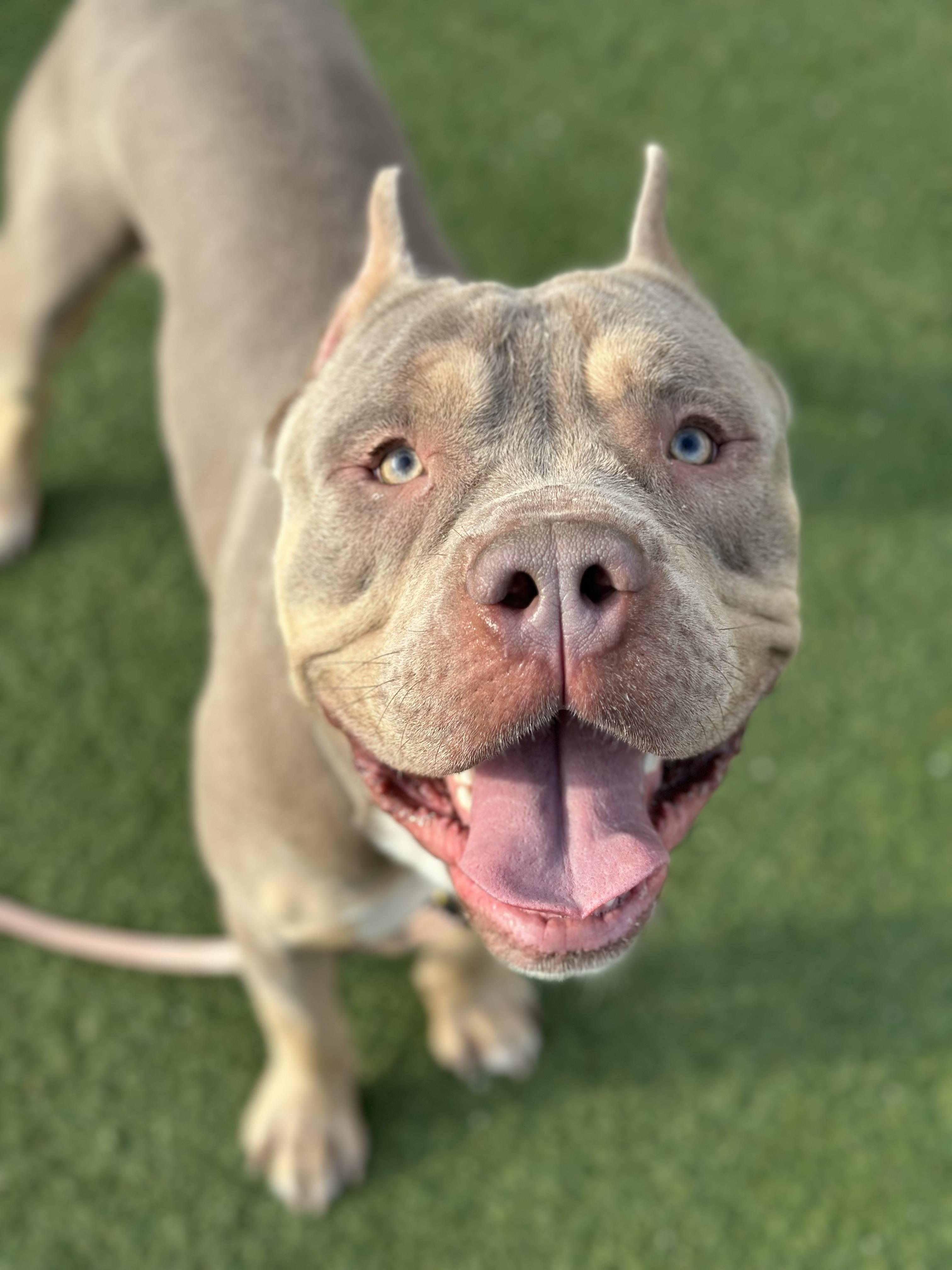 Carlos, adoptable, Young Male Pit Bull Terrier.