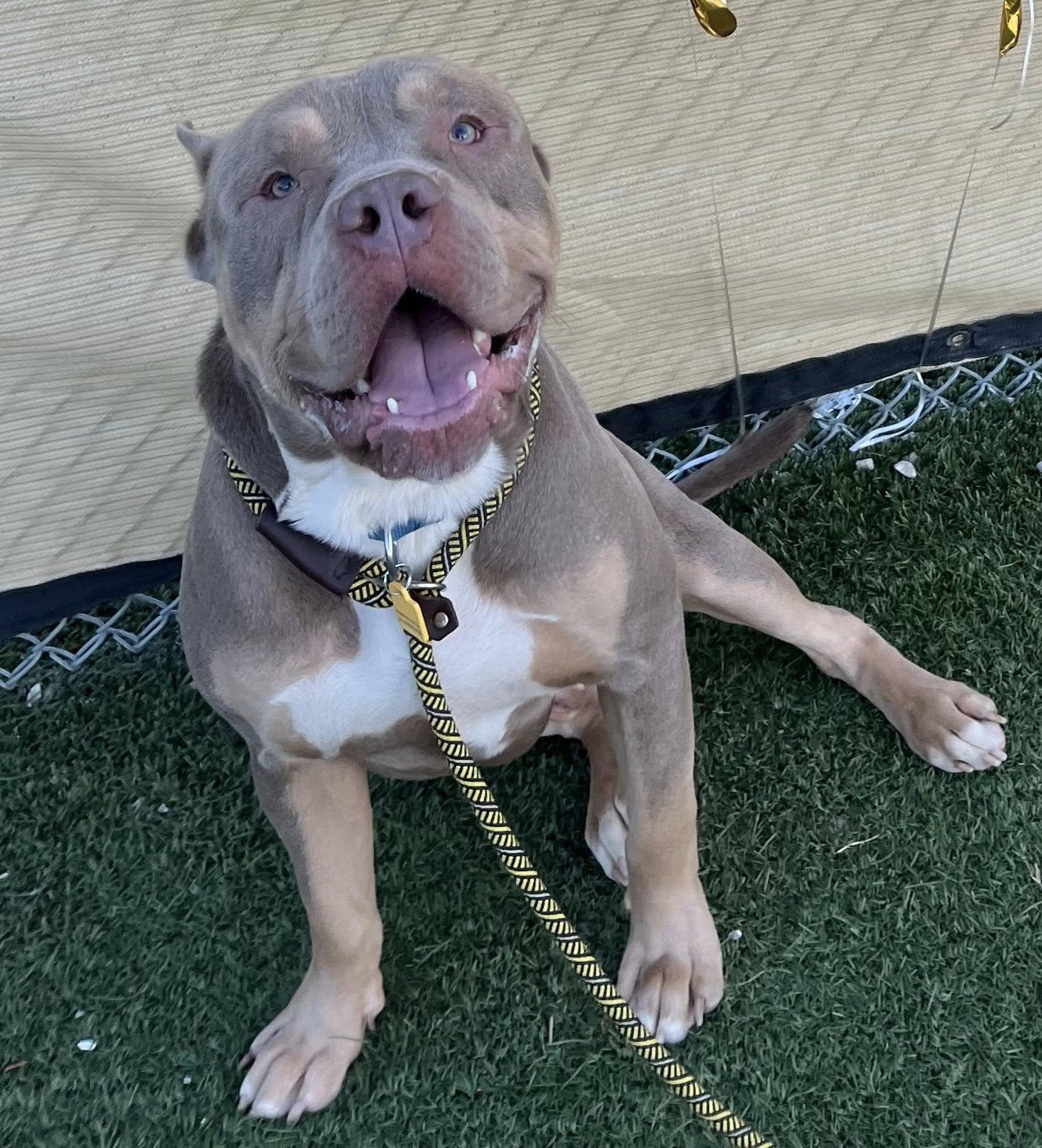 Carlos, an adoptable mixed breed in Cleveland, OH image 2/6