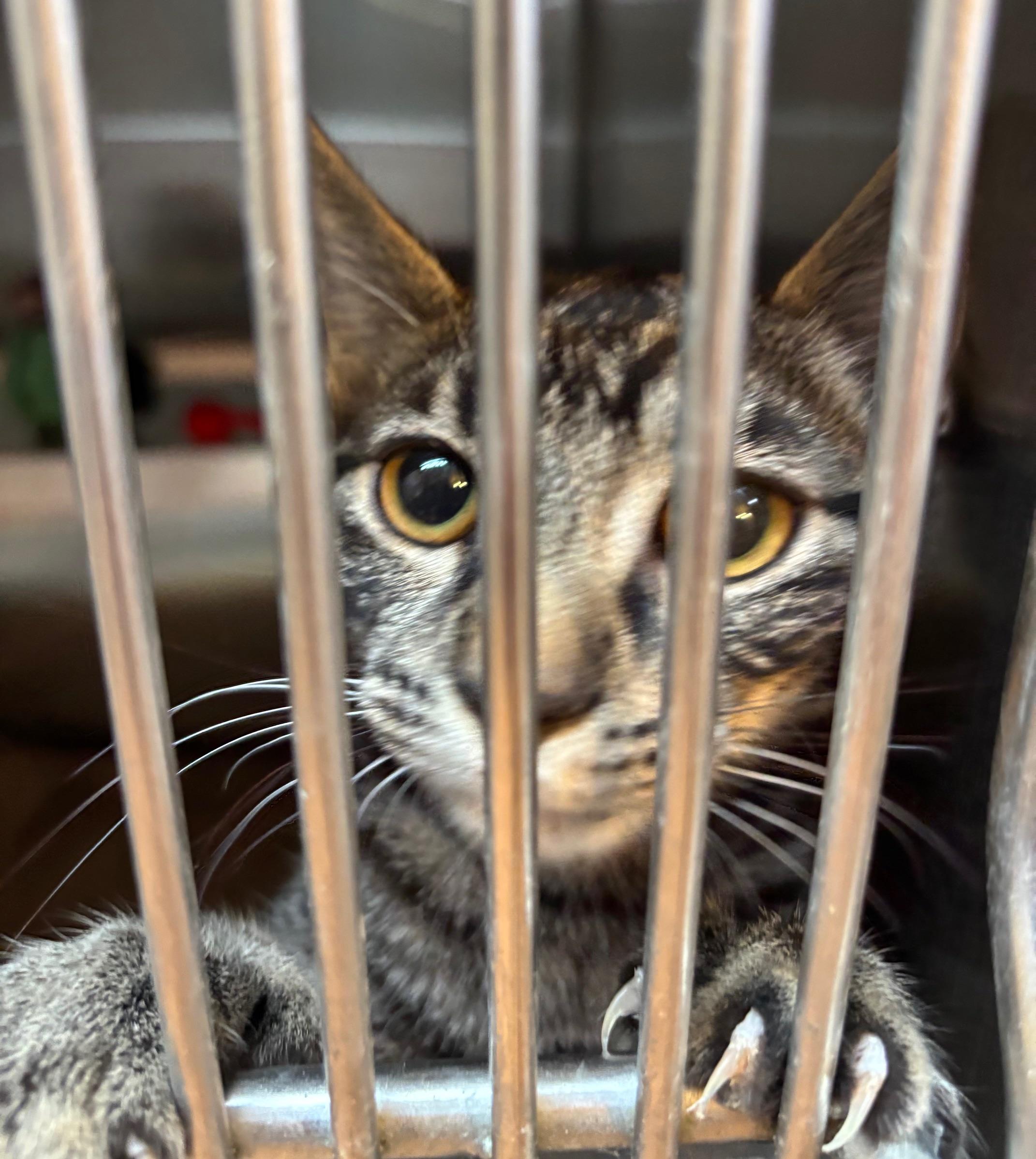 Lavern, adopted, Young Female Domestic Short Hair.