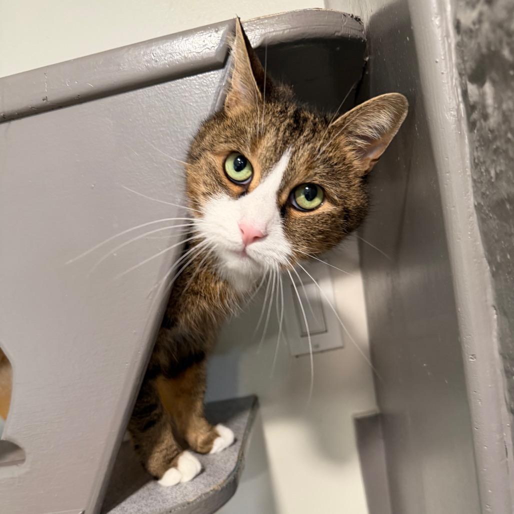 Enlarge Cleo, a Adoptable Domestic Short Hair in Oyster Bay, NY image 2/6