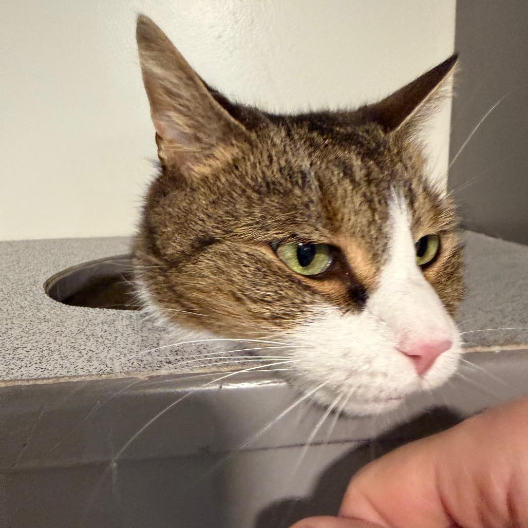 Enlarge Cleo, a Adoptable Domestic Short Hair in Oyster Bay, NY image 3/6