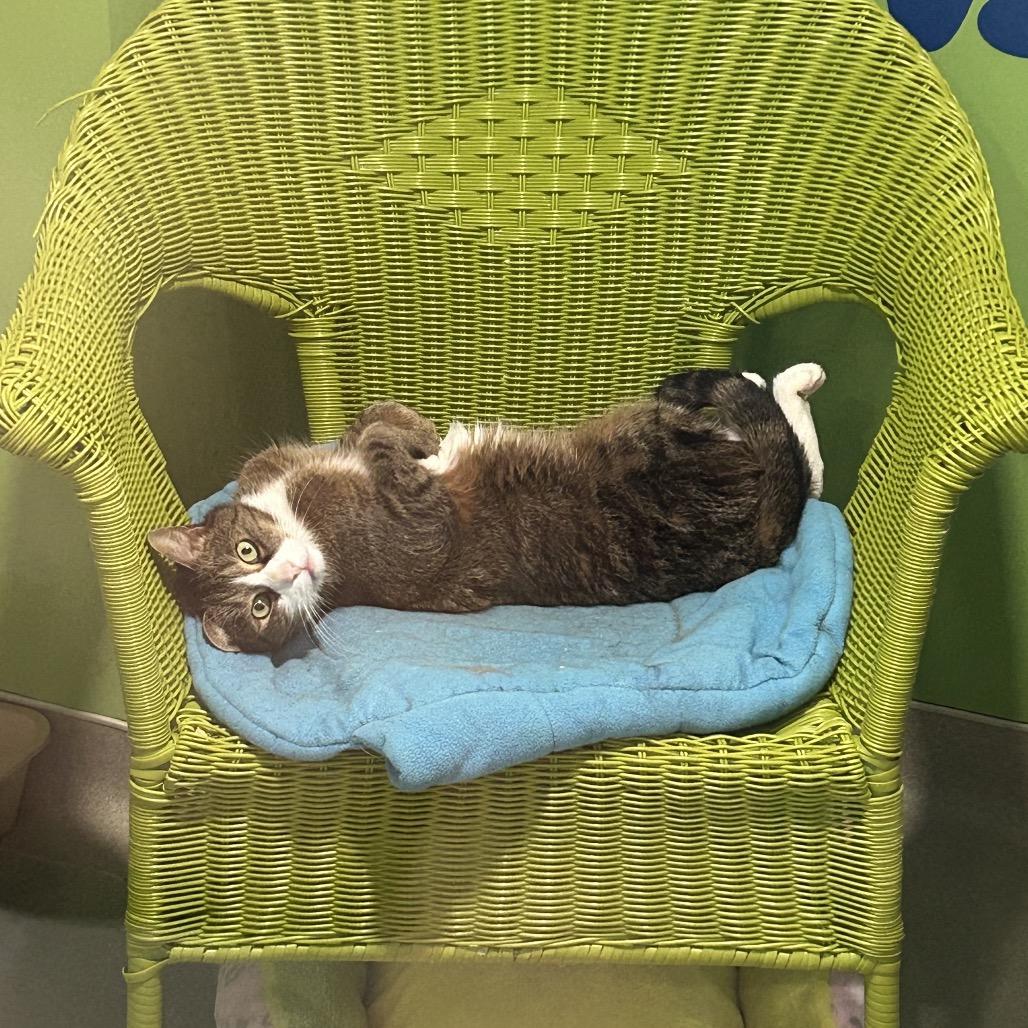 Enlarge Cleo, a Adoptable Domestic Short Hair in Oyster Bay, NY image 1/4