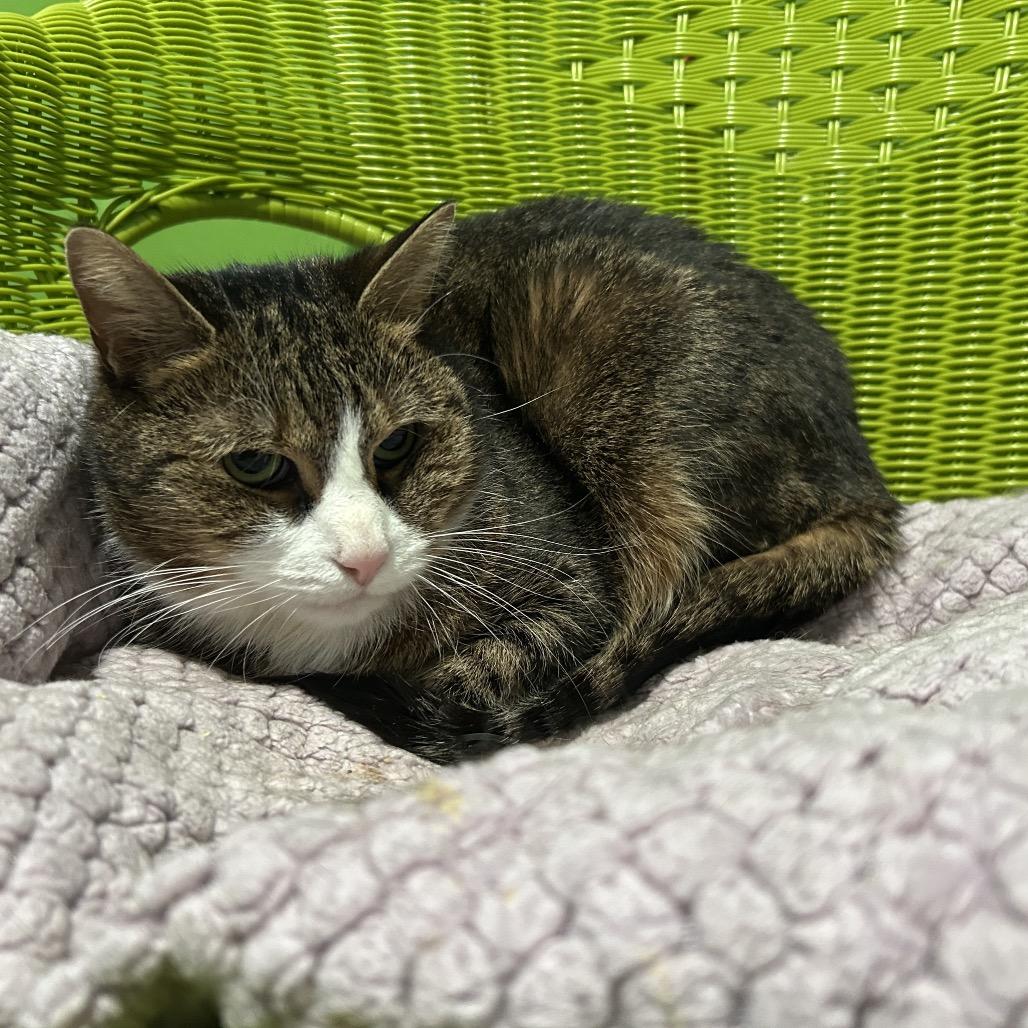 Enlarge Cleo, a Adoptable Domestic Short Hair in Oyster Bay, NY image 2/4