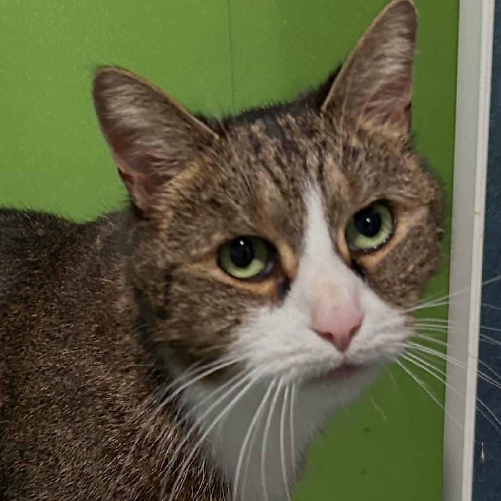 Enlarge Cleo, a Adoptable Domestic Short Hair in Oyster Bay, NY image 3/4