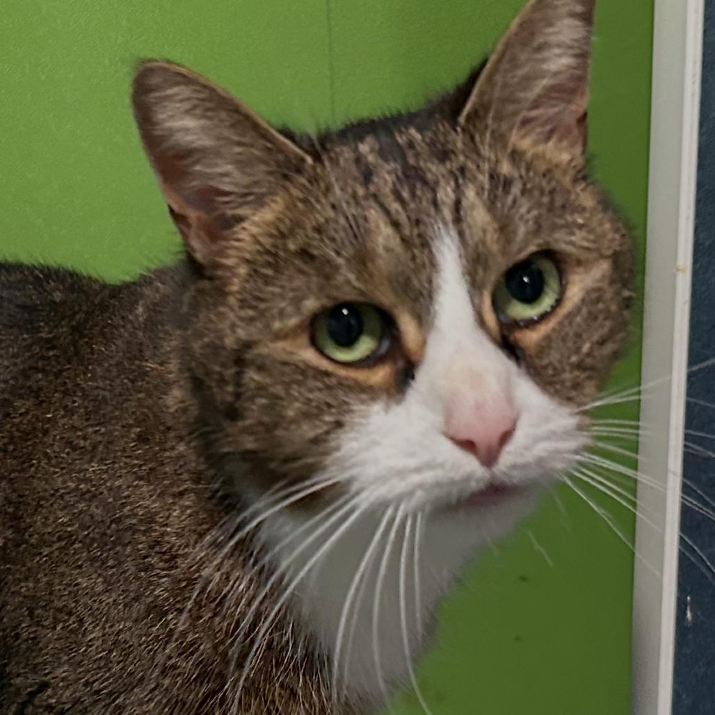 Enlarge Cleo, a Adoptable Domestic Short Hair in Oyster Bay, NY image 4/4