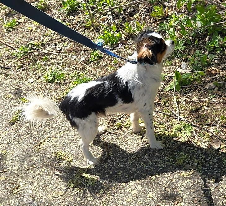 Enlarge Panda, an adopted mixed breed in River Falls, WI image 6/6