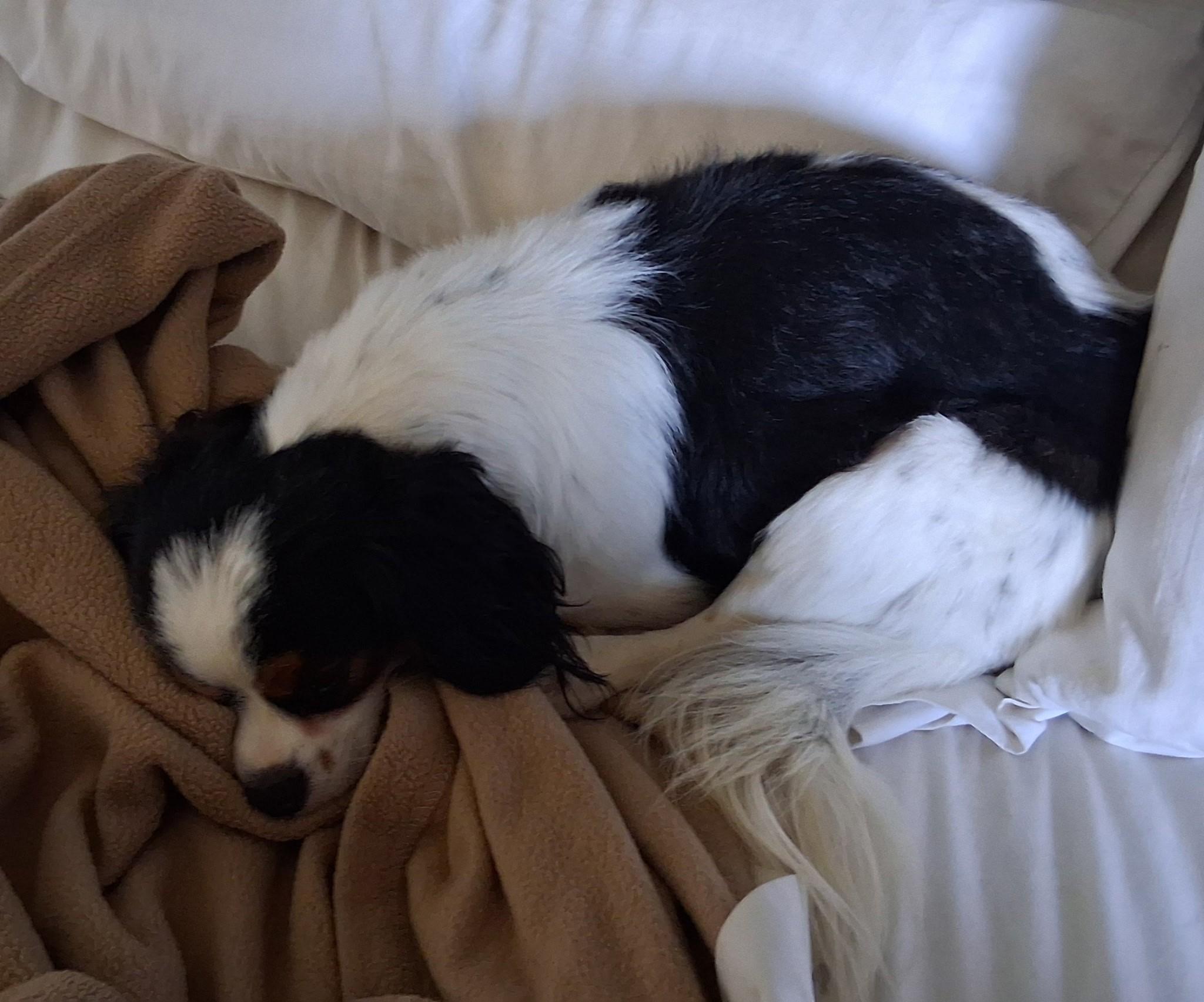 Panda, adopted, Young Male Cavalier King Charles Spaniel.