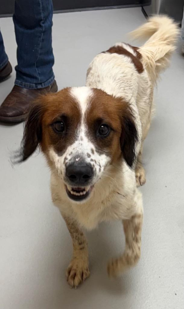 Enlarge Claudia / AC 27937 C, a Adoptable mixed breed in Greeneville, TN image 1/1