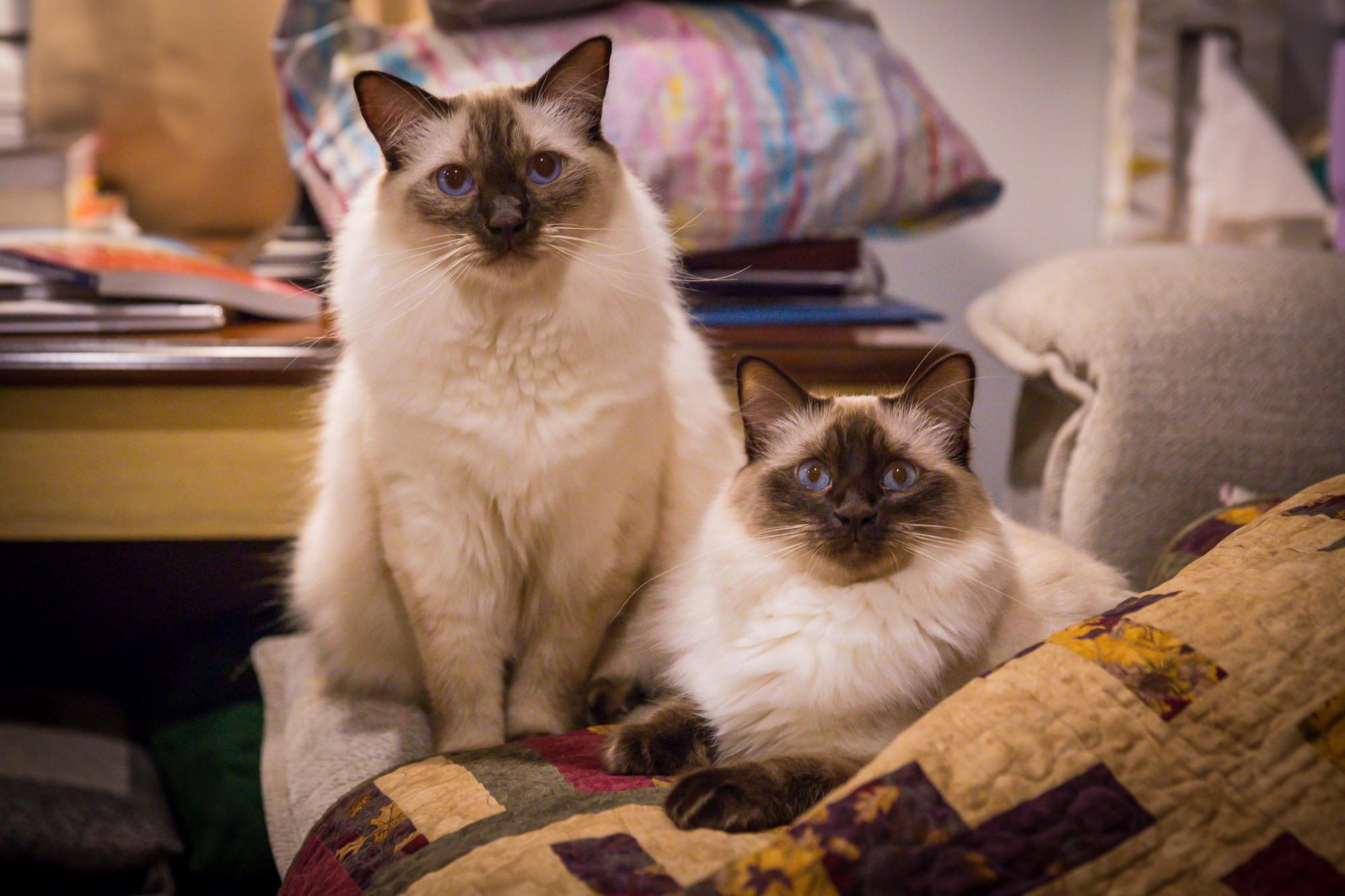 Enlarge BALINESE KITTIES, a ADOPTABLE Balinese in Staunton, VA image 1/1