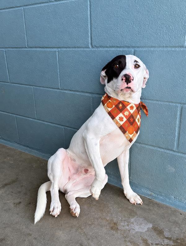 Echo, Adoptable, Young Male Labrador Retriever.