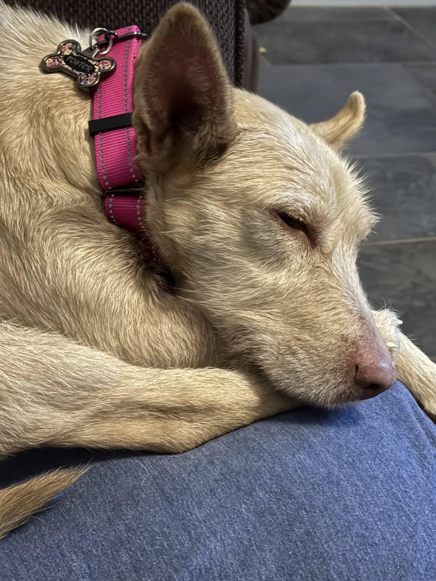 Enlarge Penny!, a Adoptable mixed breed in HANSON, MA image 2/3