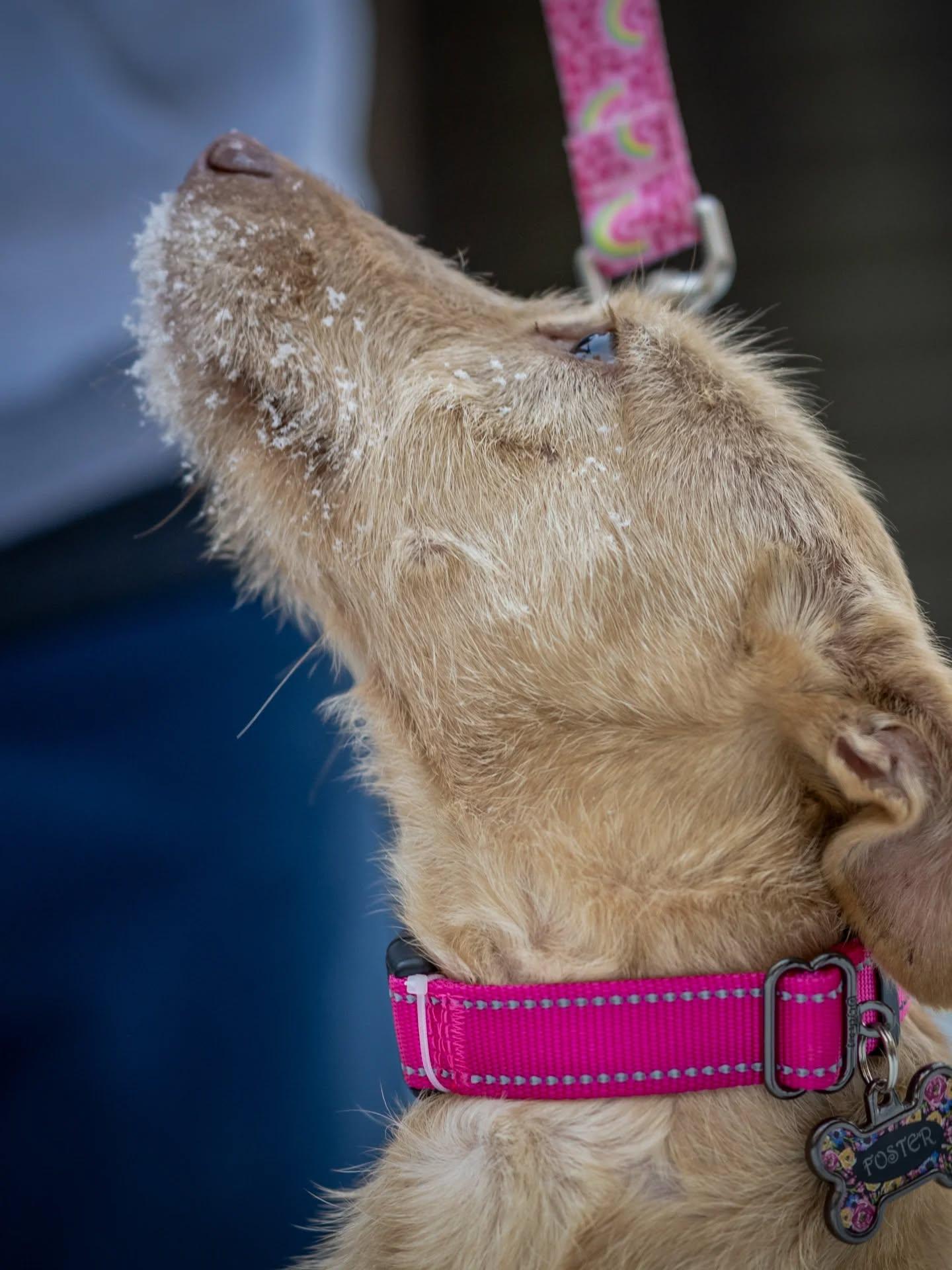 Enlarge Penny!, a Adoptable mixed breed in HANSON, MA image 3/3