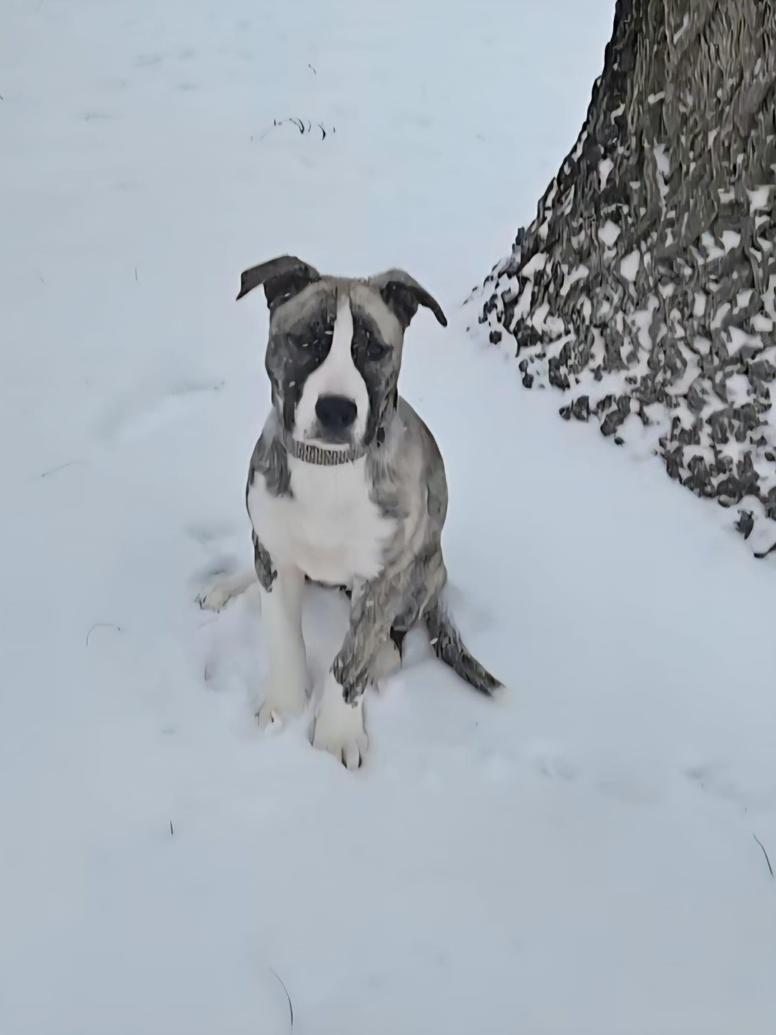 Enlarge Riley, a Adoptable mixed breed in Vicksburg, MI image 3/6