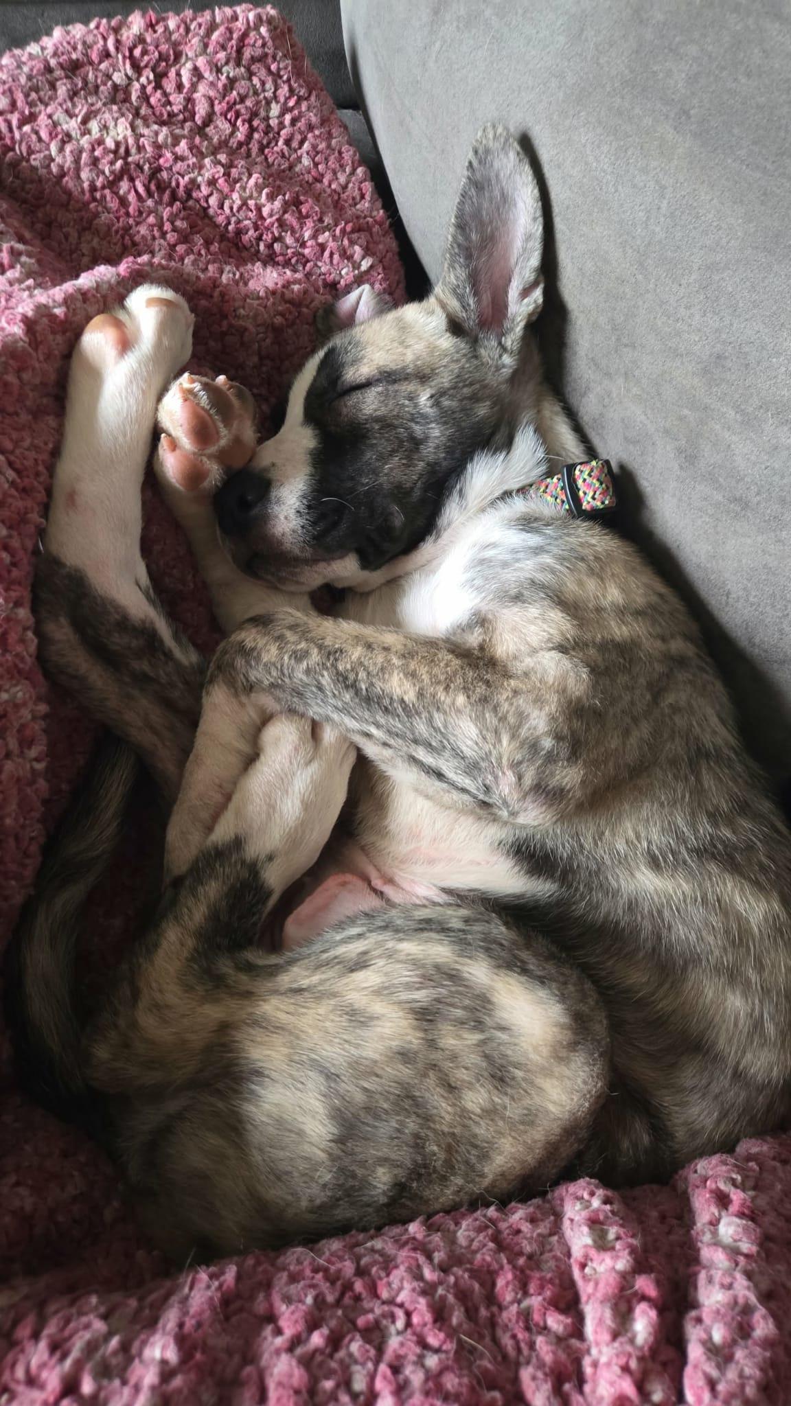 Enlarge Riley, a Adoptable mixed breed in Vicksburg, MI image 2/6