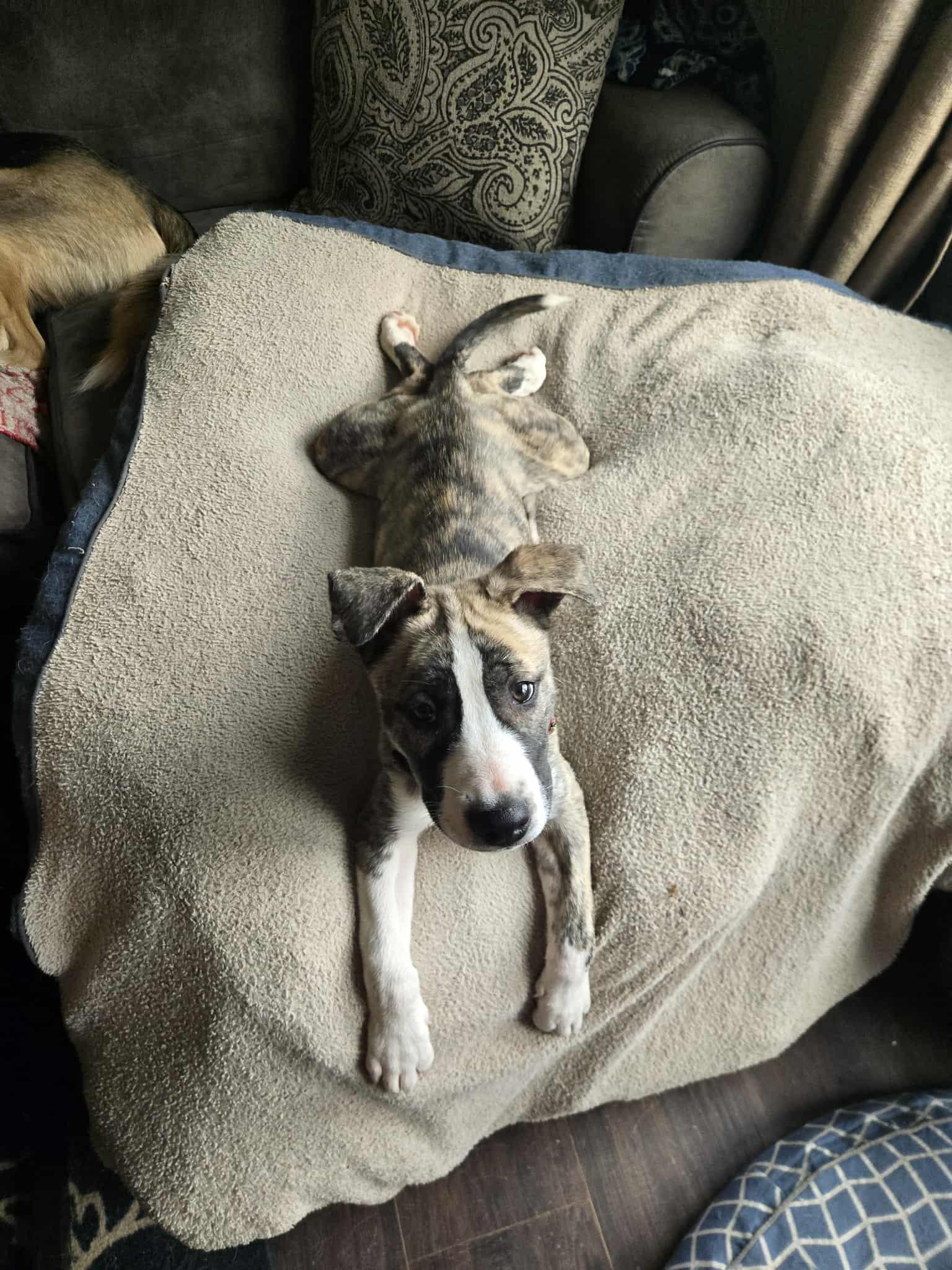 Enlarge Riley, a Adoptable mixed breed in Vicksburg, MI image 1/6