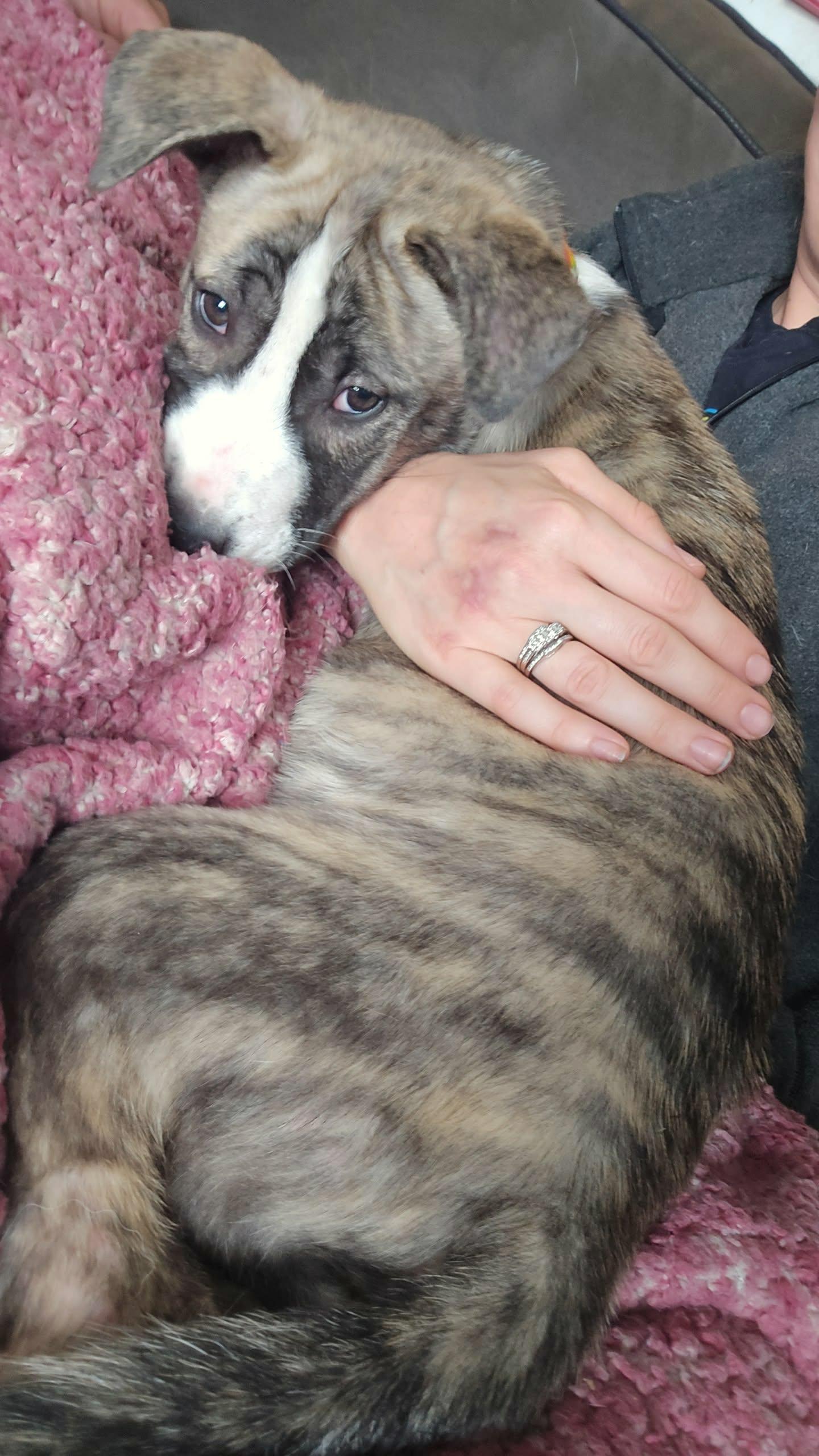 Riley, a Adoptable mixed breed in Vicksburg, MI image 3/5