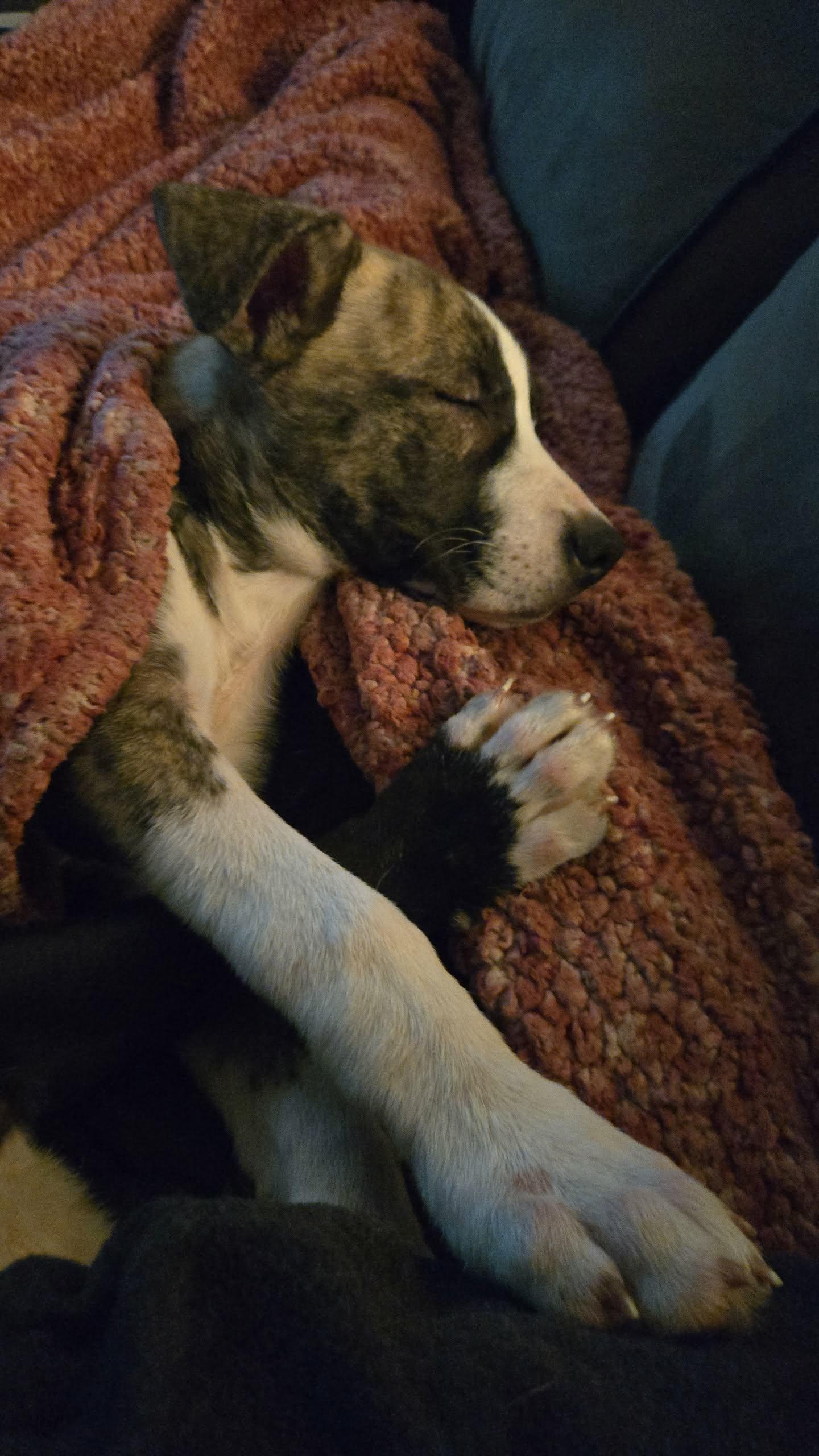 Riley, a Adoptable mixed breed in Vicksburg, MI image 4/5