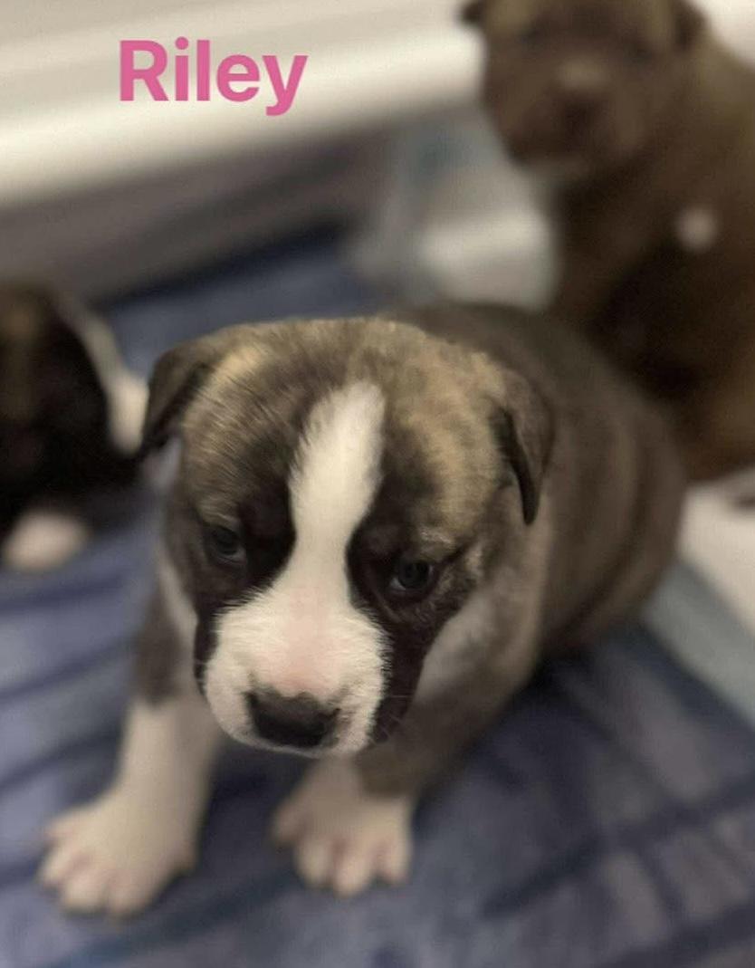 Riley, a Adoptable mixed breed in Vicksburg, MI image 1/5