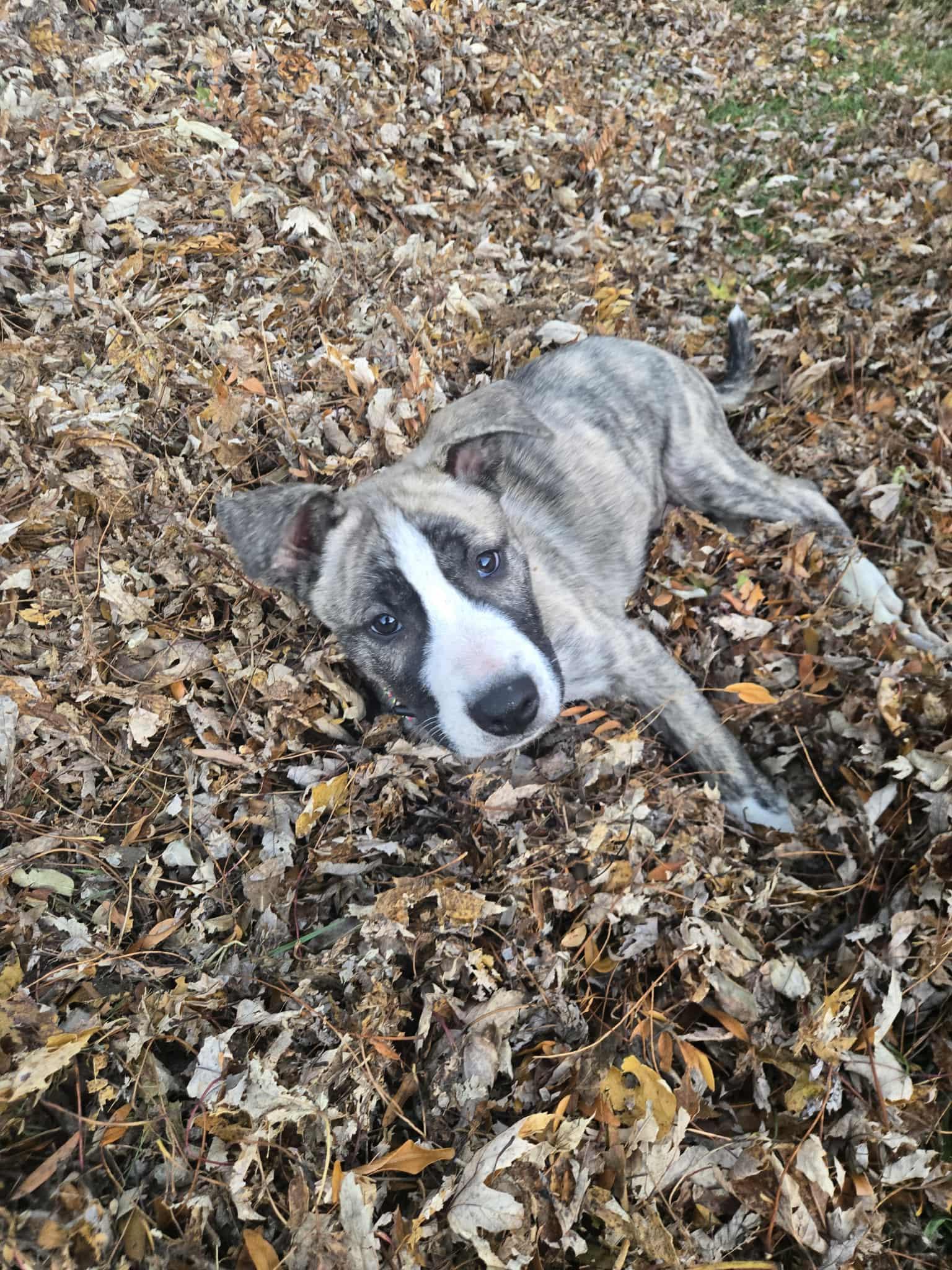 Enlarge Riley, a Adoptable mixed breed in Vicksburg, MI image 4/6