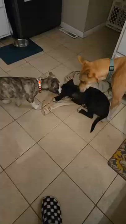 Enlarge Riley, a Adoptable mixed breed in Vicksburg, MI video 5/5