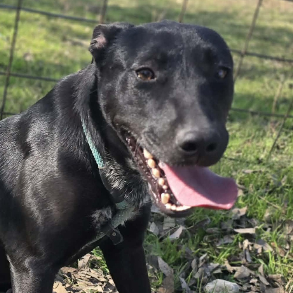 Puddin Pop-fostered in Texas, transport available — thumbnail 3