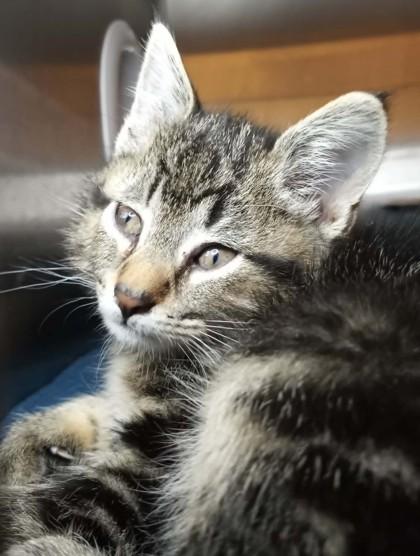 Enlarge Kodiak, a ADOPTABLE mixed breed in Waupaca, WI image 1/1