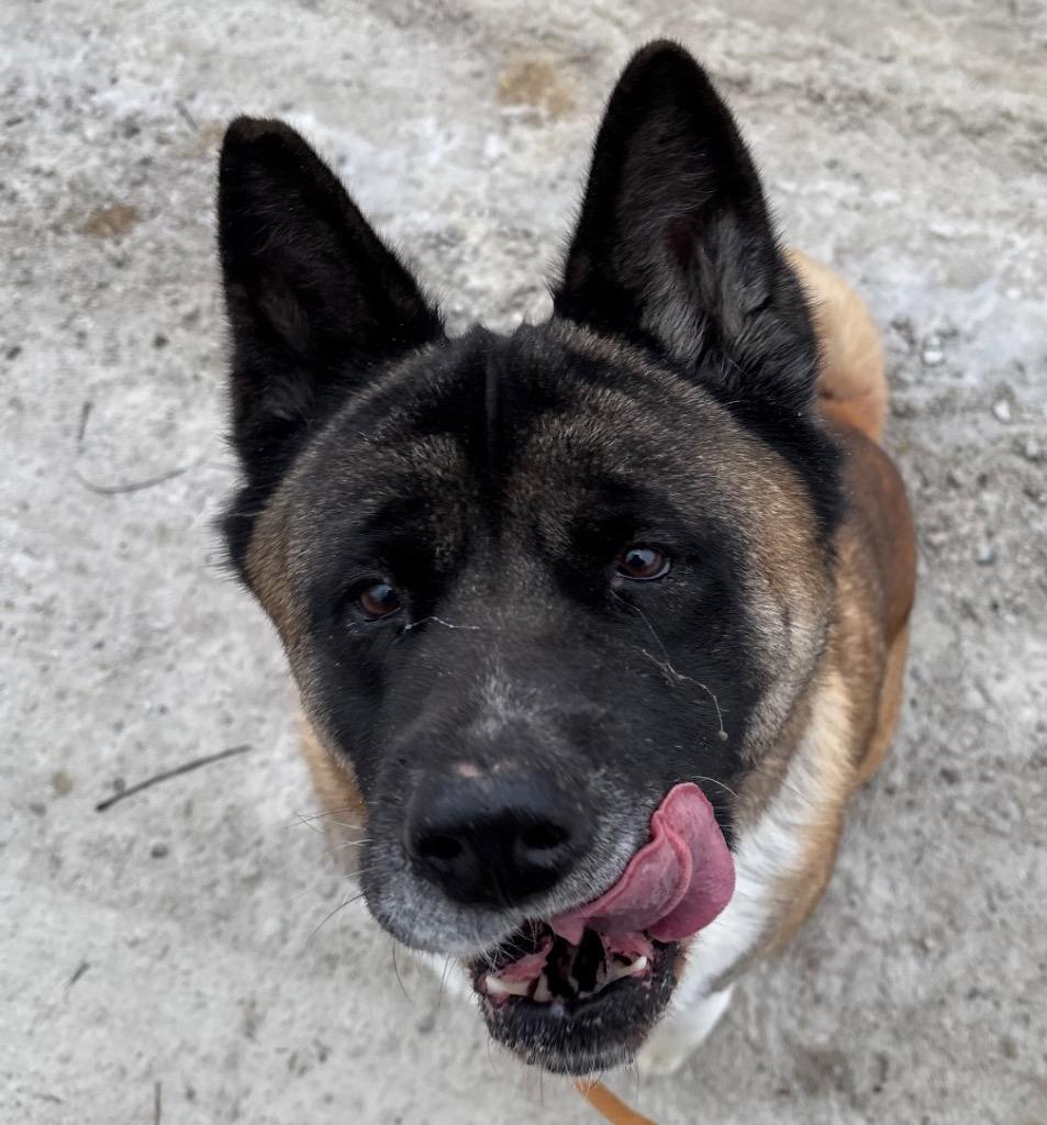 Sam, Adoptable, Adult Female Akita.