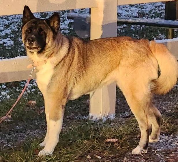 Enlarge Sam, a Adoptable Akita in Greencastle, IN image 2/6