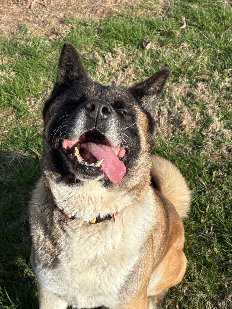 Enlarge Sam, a Adoptable Akita in Greencastle, IN image 3/6