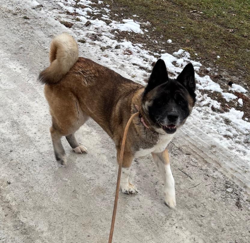Enlarge Sam, a Adoptable Akita in Greencastle, IN image 3/6