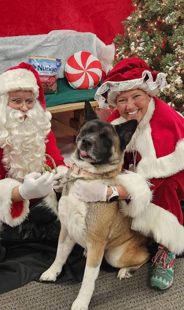 Enlarge Sam, a Adoptable Akita in Greencastle, IN image 4/6