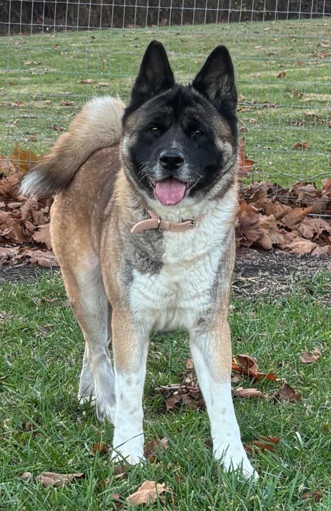 Enlarge Sam, a Adoptable Akita in Greencastle, IN image 5/6